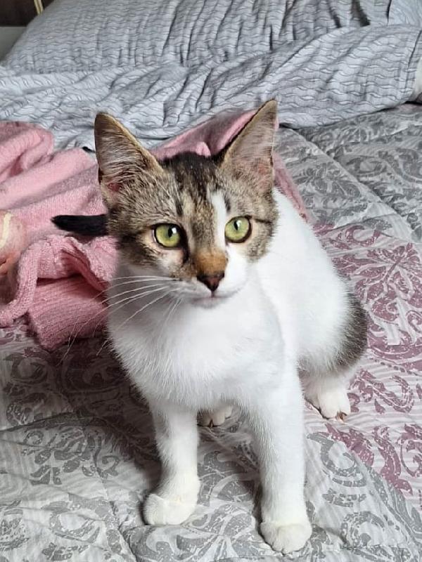 Piuma, dolce micetta 6 mesi Foto 5